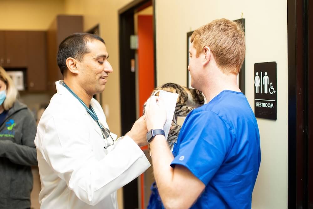 vet passing kitten to vet tech