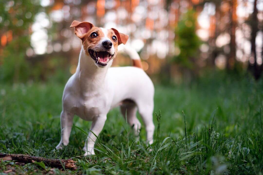 jack Russel playing in garden