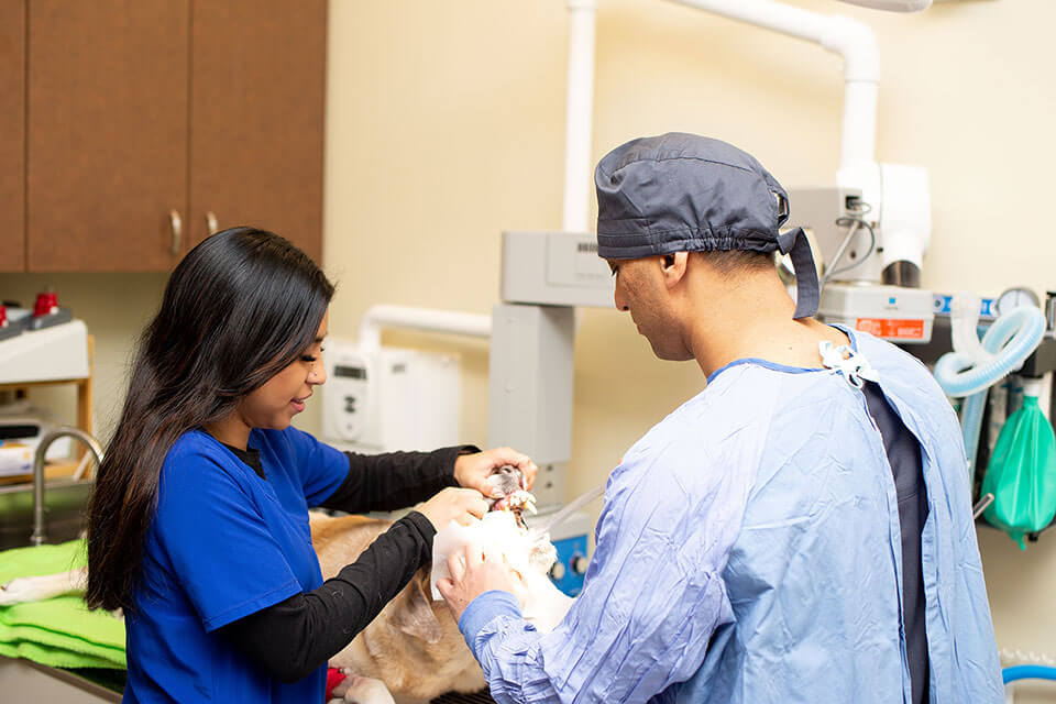vet and vet tech doing surgery in clinic