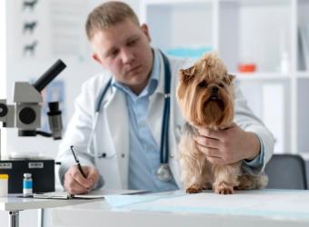 Benefits of Integrative Medicine for Pets