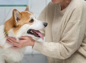 Beyond Fireworks and Fun: Why July 1st is the Purrfect Day to ID Your Pet