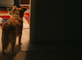 Nighttime Waking in Senior Dogs: Understanding and Managing Sleep Disruptions