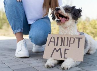 Adopting a Senior Dog: A Heartwarming Choice