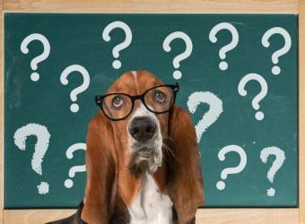 Frequently Asked Questions About Pet Ultrasounds