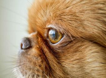 Eye Infections in Newborn Dogs: Symptoms, Causes, & Treatments