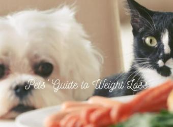 A Pet's Guide to Weight Loss